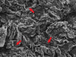 High magnification SEM image of the “A” side opened crack in the second stage pre-crack tip region also reveals a corroded surface with hints of some intergranular features (arrows). 