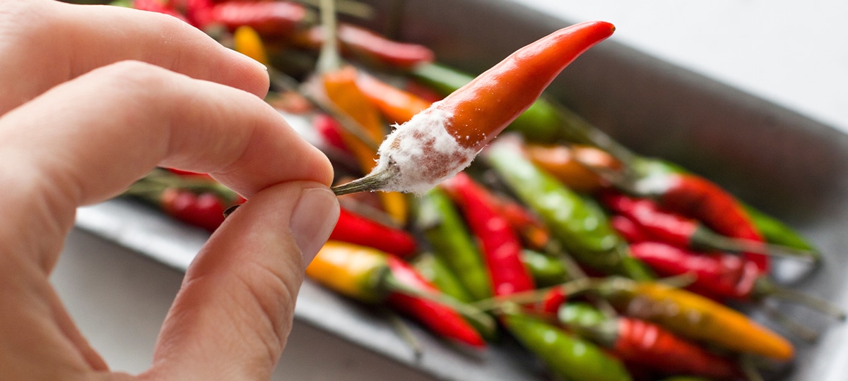 Hand holding a moldy chili pepper
